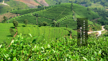 茶叶种植企业估值