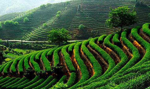 茶园分为集约型密集种植的现代茶园与分散型稀疏种植的传统茶园.