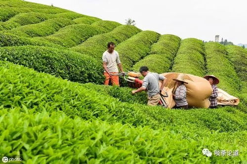 我国茶叶种植机械有哪些 如何改善茶园机械化落后问题