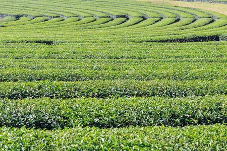 泰国草药茶鲜绿茶种植园照片