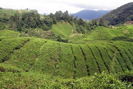 普洱老茶马来西亚卡梅伦高地茶叶种植园背景
