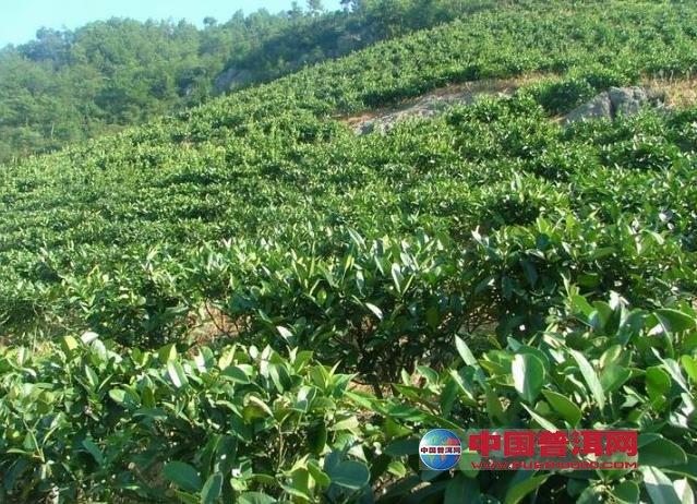 苦丁茶有性繁殖技术介绍-种植知识-普洱茶栽培-中国普洱网—普洱茶