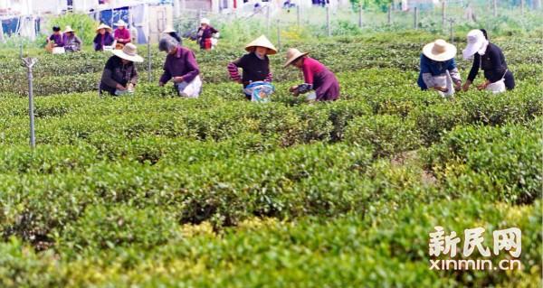 图说:沪上规模最大的茶叶种植基地迎来春茶采摘季 新民晚报记者郭新洋