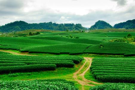 高地茶种植园斯里兰卡采茶人提着大篮子在山上的种植园里采摘茶叶大型