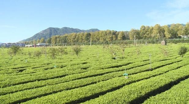茶叶种植销售怎么处理(茶叶种植到销售有几个环节)