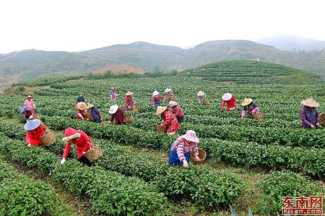 霞浦县茶场种植的"霞浦元宵茶"品种,具有开采期特早,香气特高,品质特