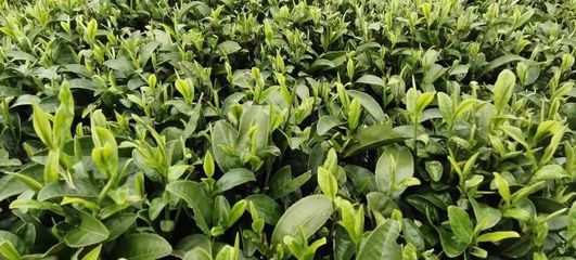 “兴业茶”地理标志产品,将迎来新的发展机遇!