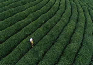 茶叶栽培技术