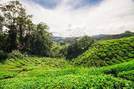 马来西亚高山绿色茶叶种植田高图片素材