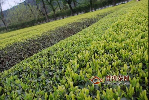 一种名优茶机采茶园的建立及管理方法 中国农业科学院茶叶研究所推介成果