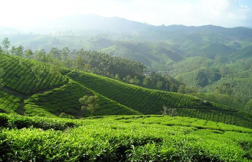 这主要是因为,这里茶叶的饮用和茶树的种植是同步发展的.