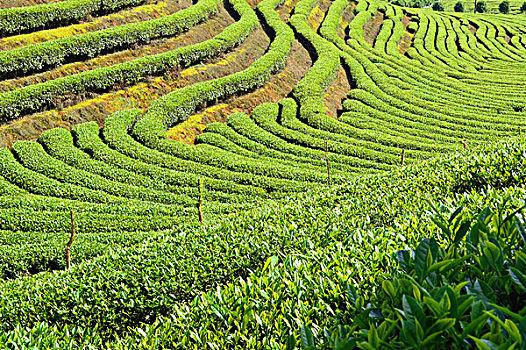 茶叶种植基地